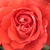 Vörös - Virágágyi floribunda rózsa - Scherzo
